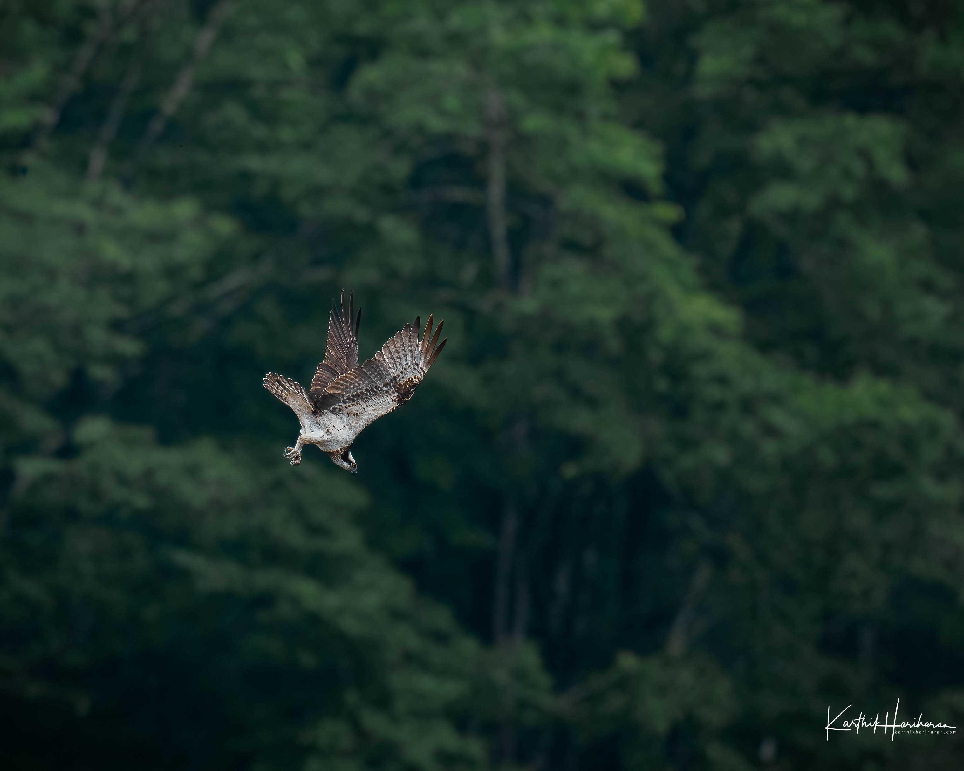 An osprey banking low over open water, wings spread wide in a hunting pass