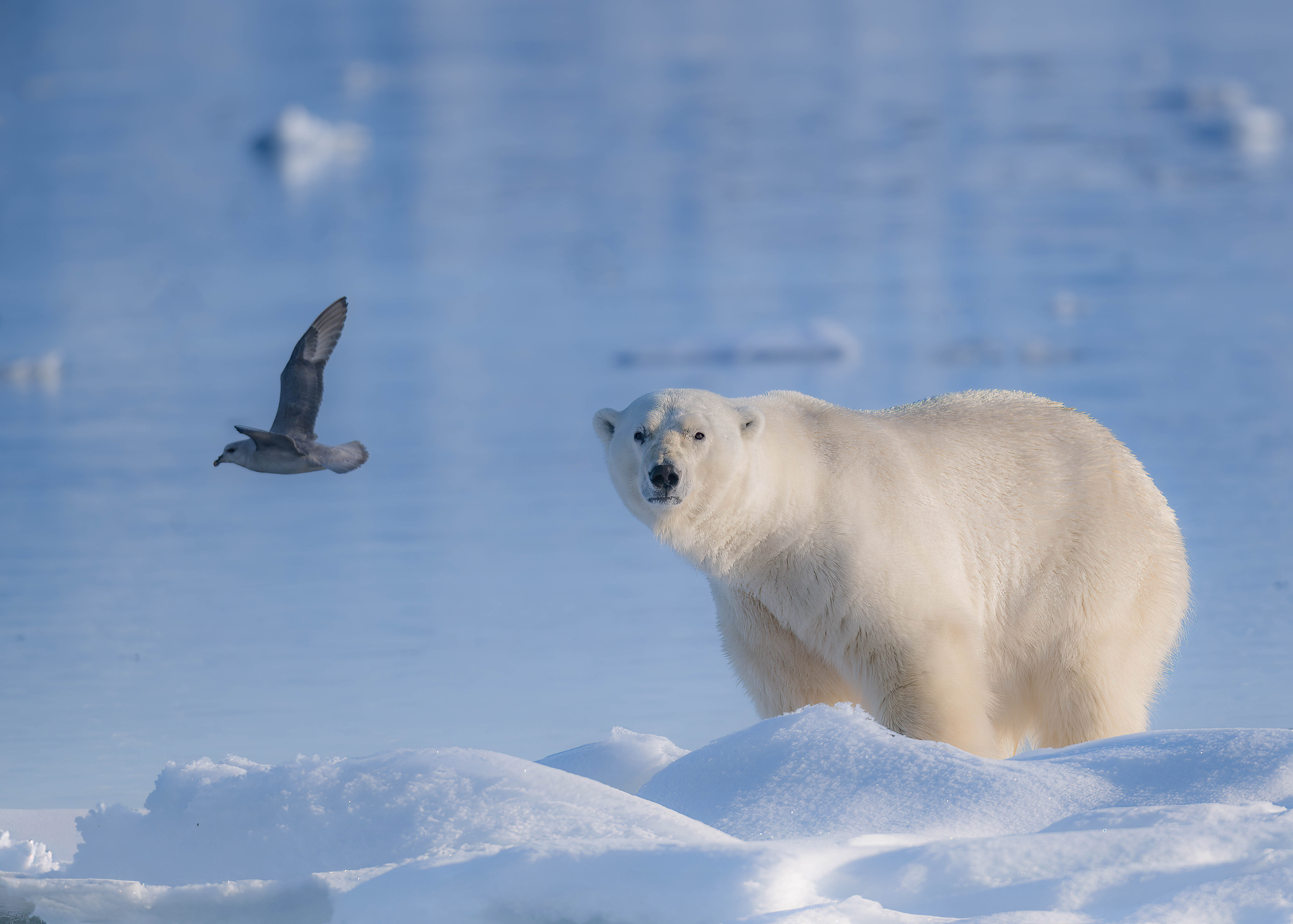 Polar bear in Arctic snow
