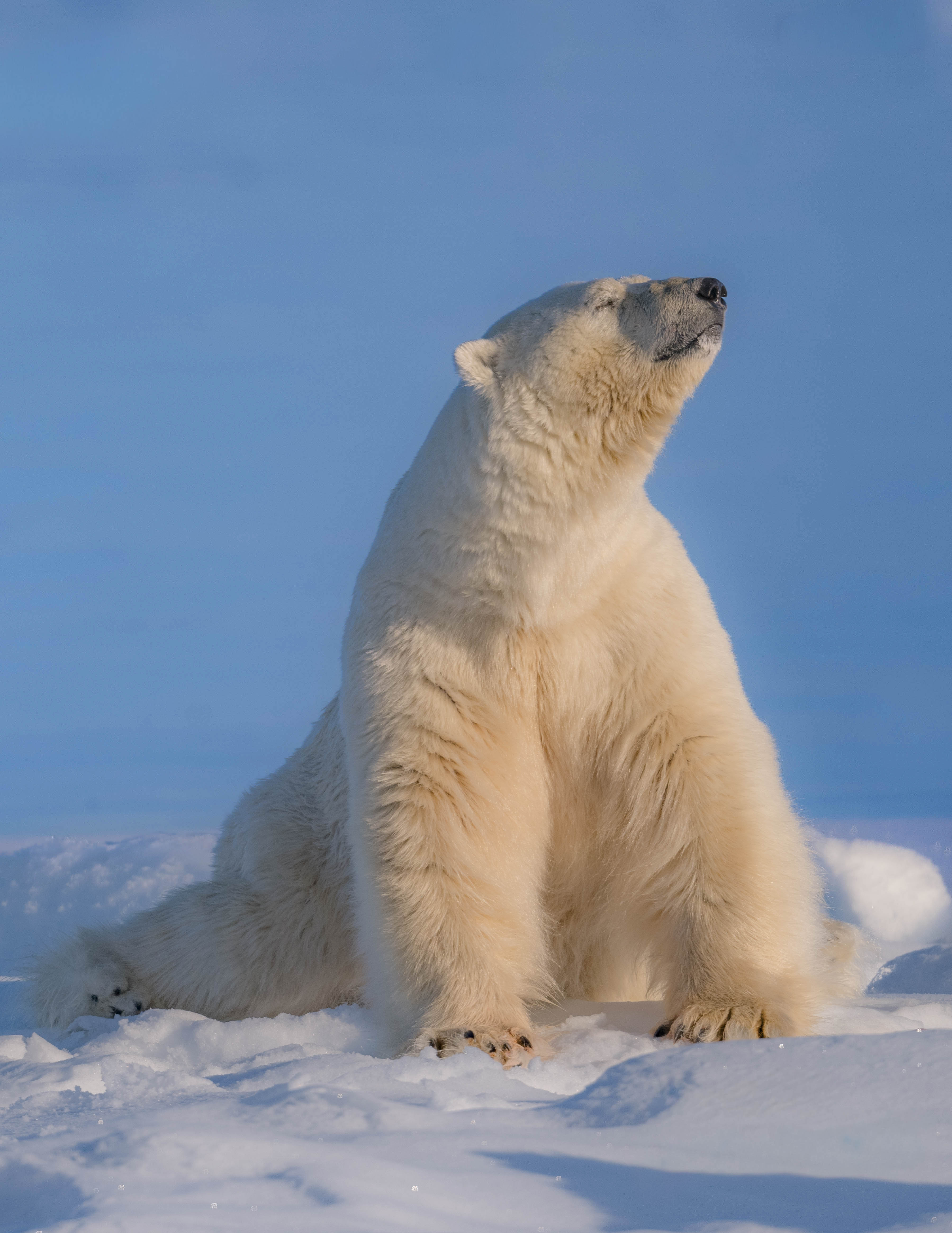 Polar bear in the Svalbard landscape
