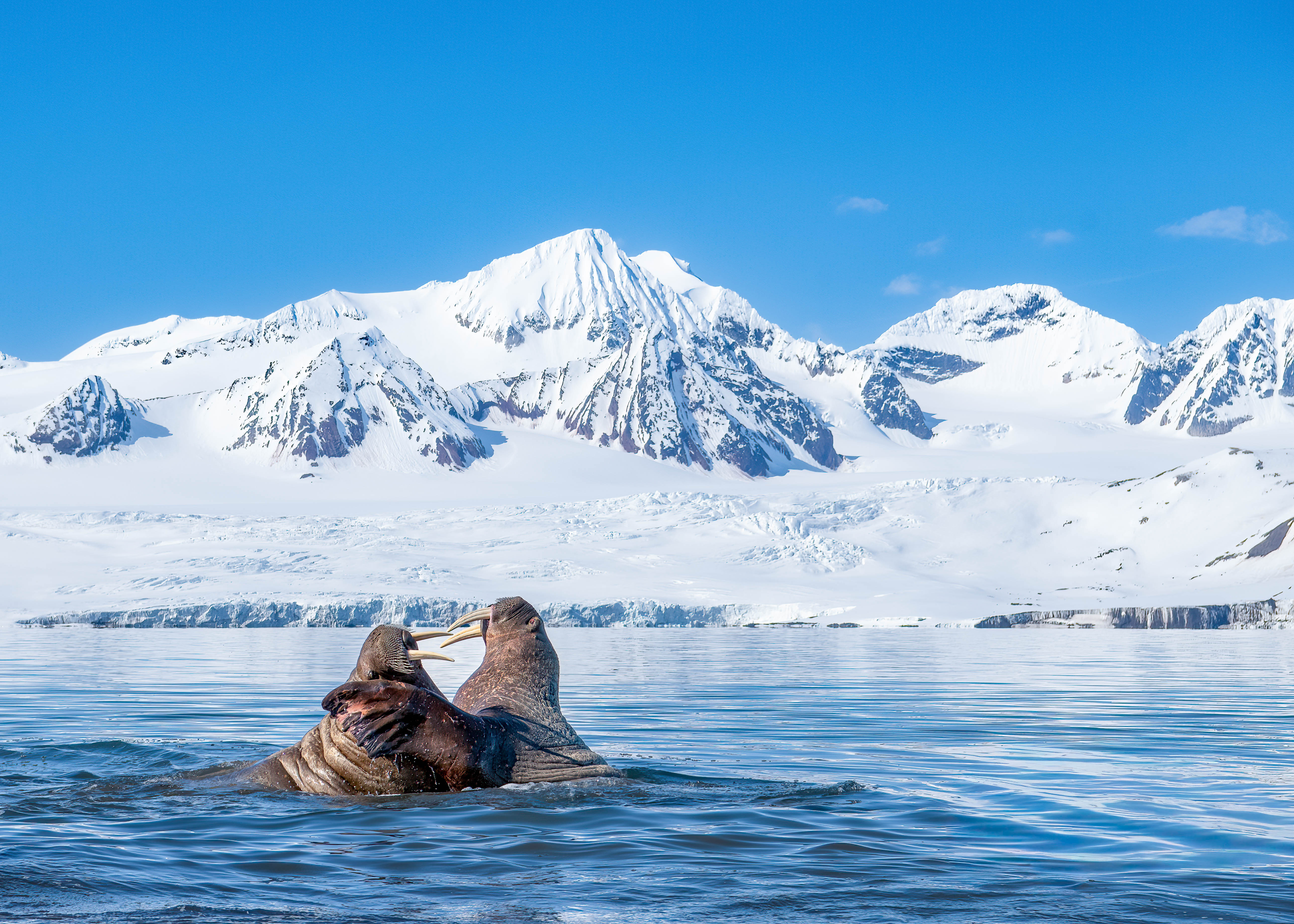 Walruses in an Arctic seascape