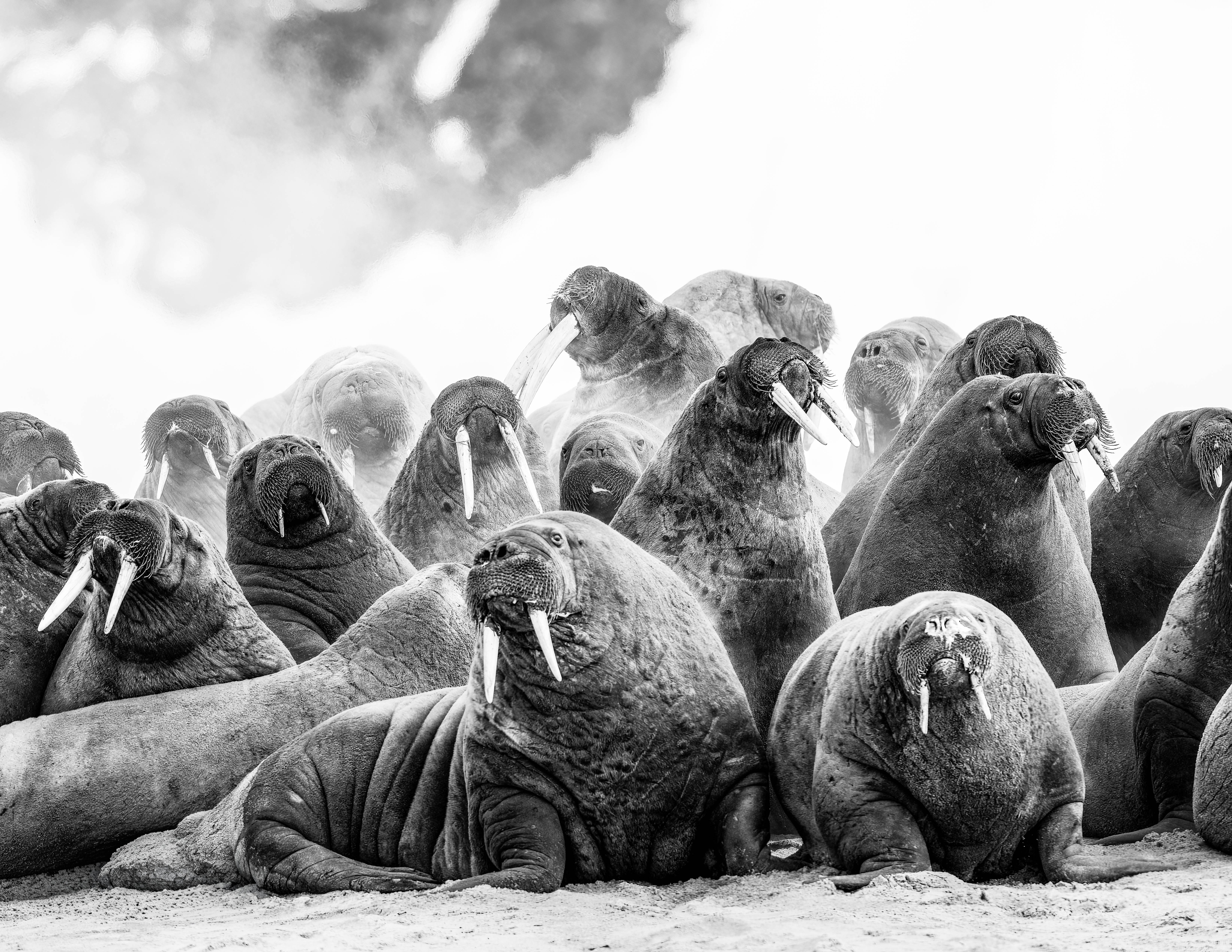 Walrus colony on the Arctic shore