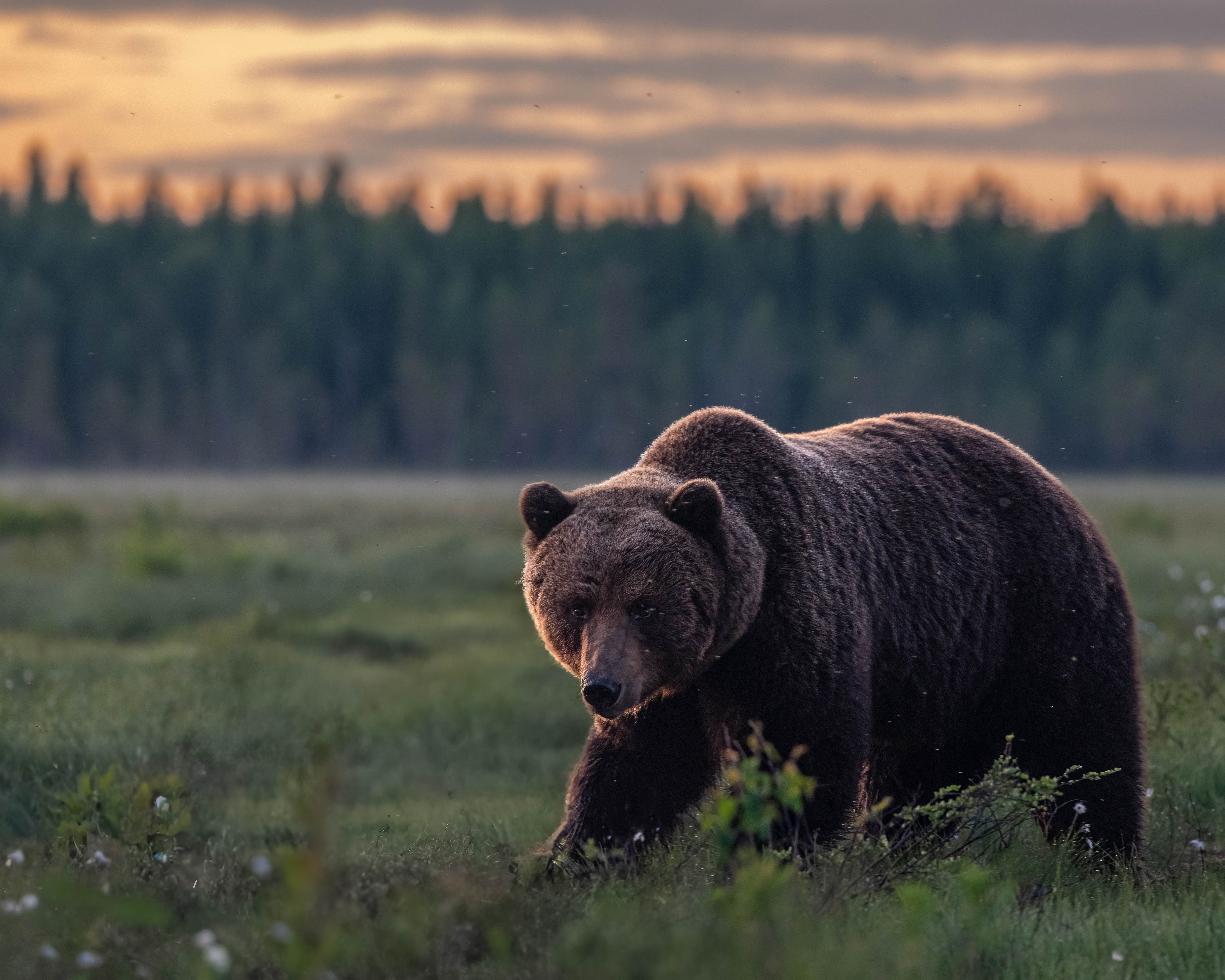 Brown bear in the Kuhmo wilderness