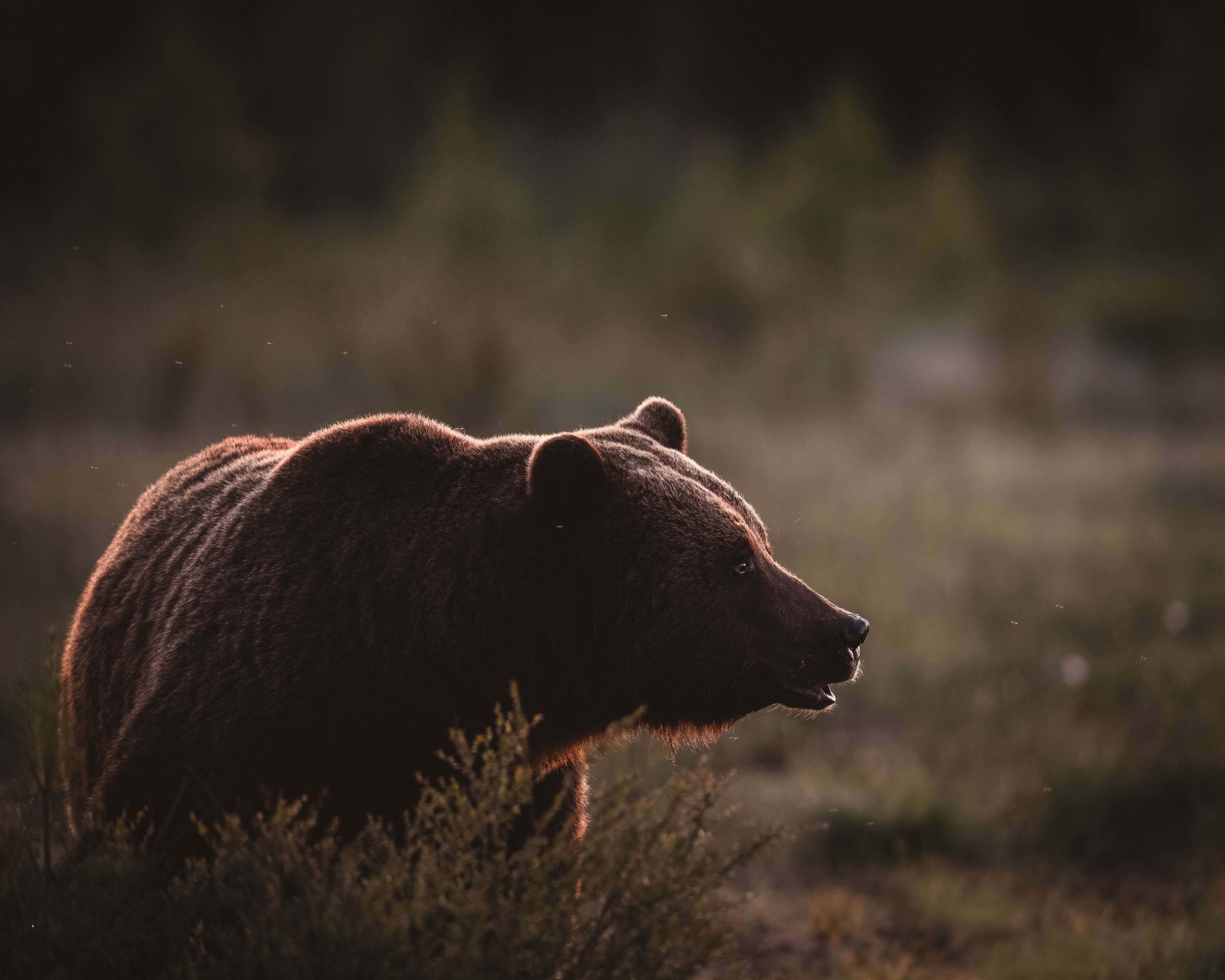 Brown bear in the evening light