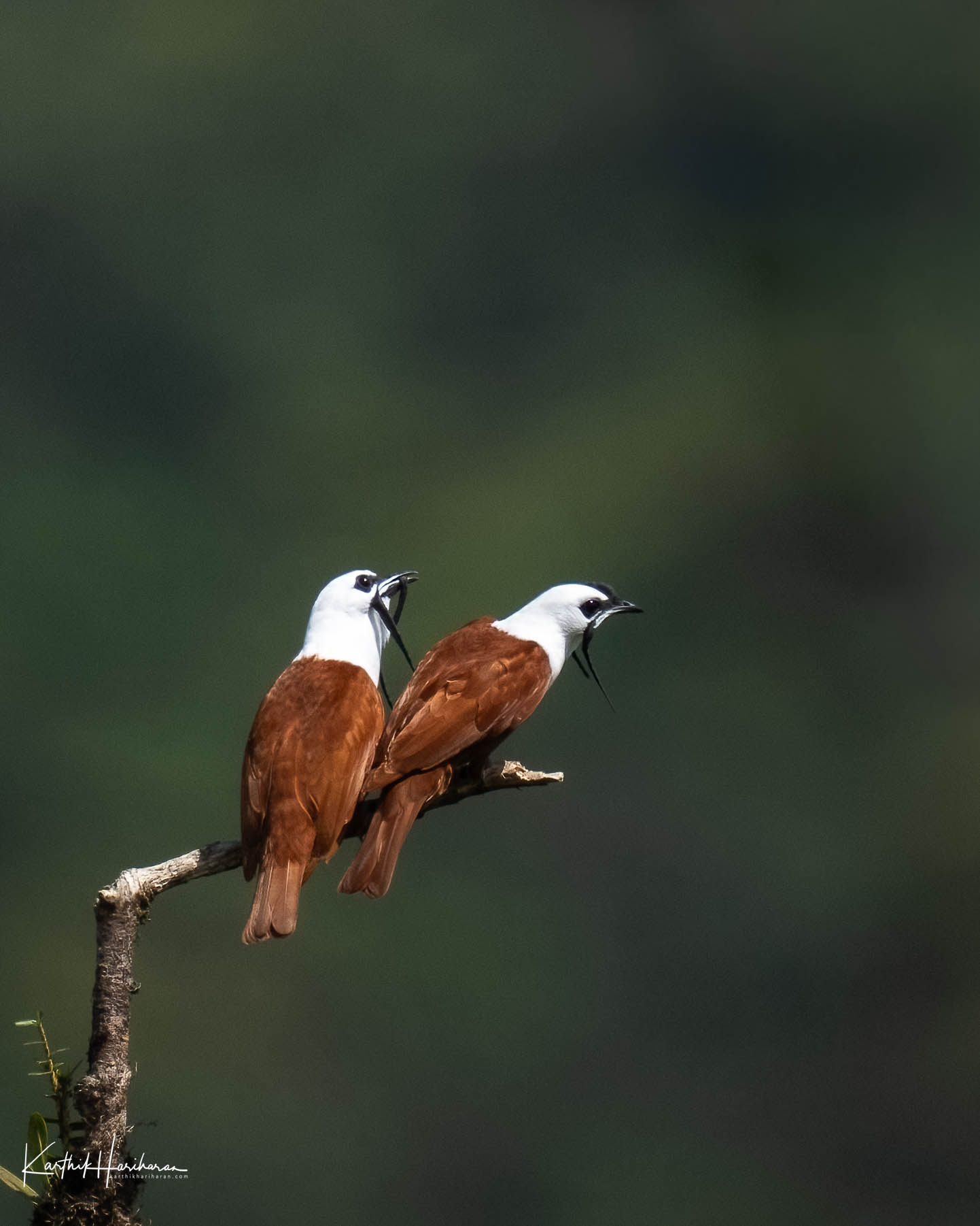 Three-wattled Bellbird in Costa Rica
