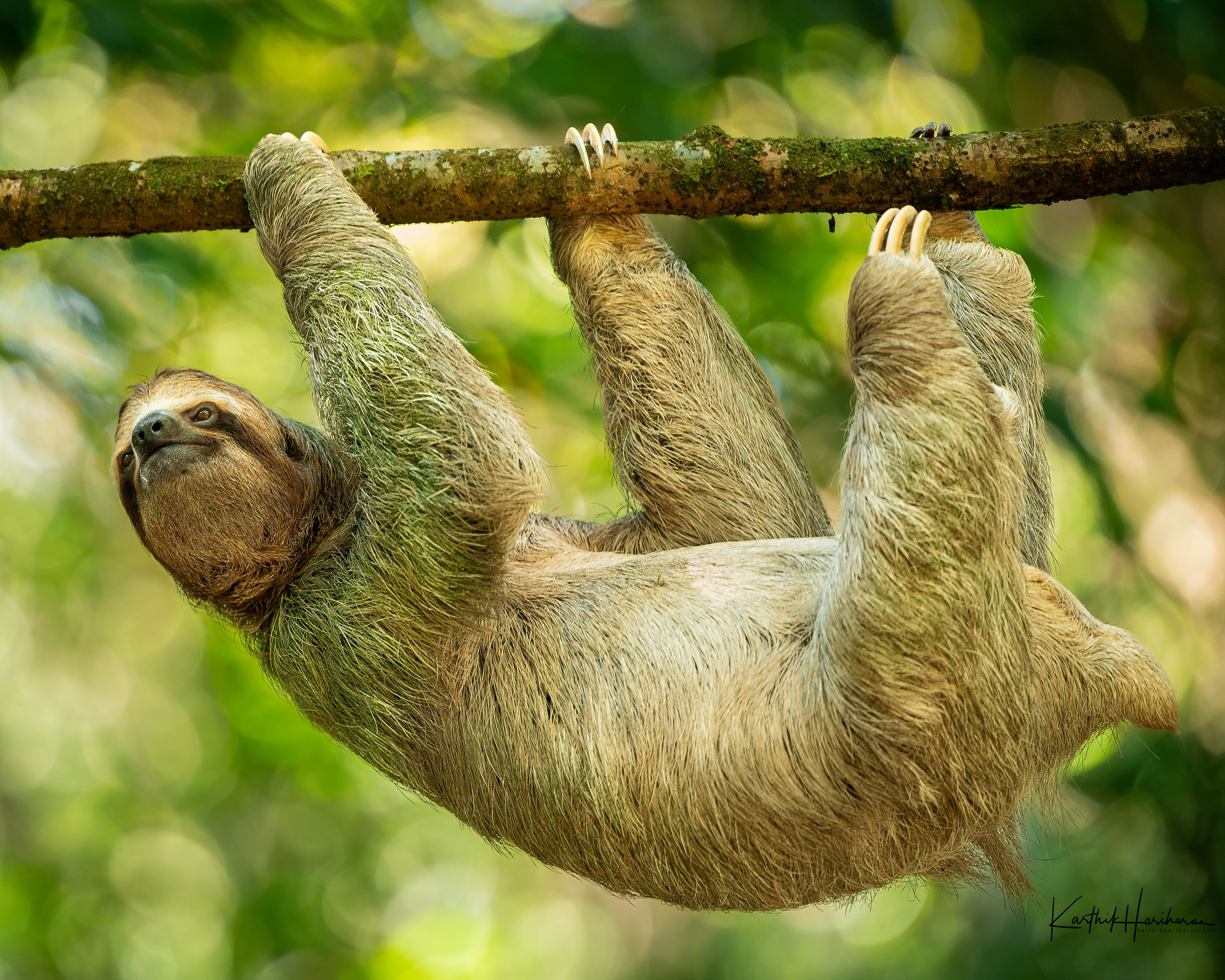 Sloth in the Costa Rican forest