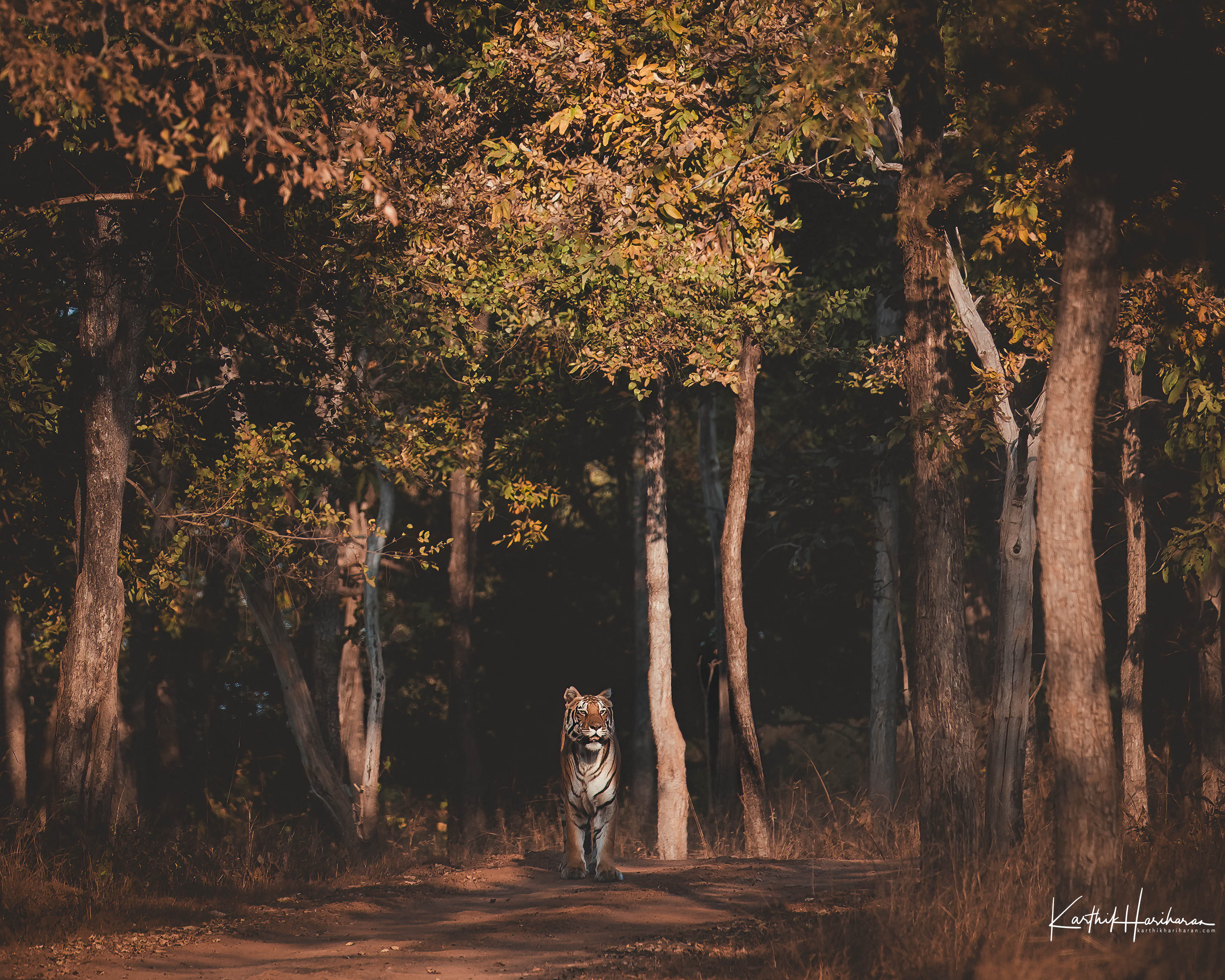 Tiger on a forest track in Panna