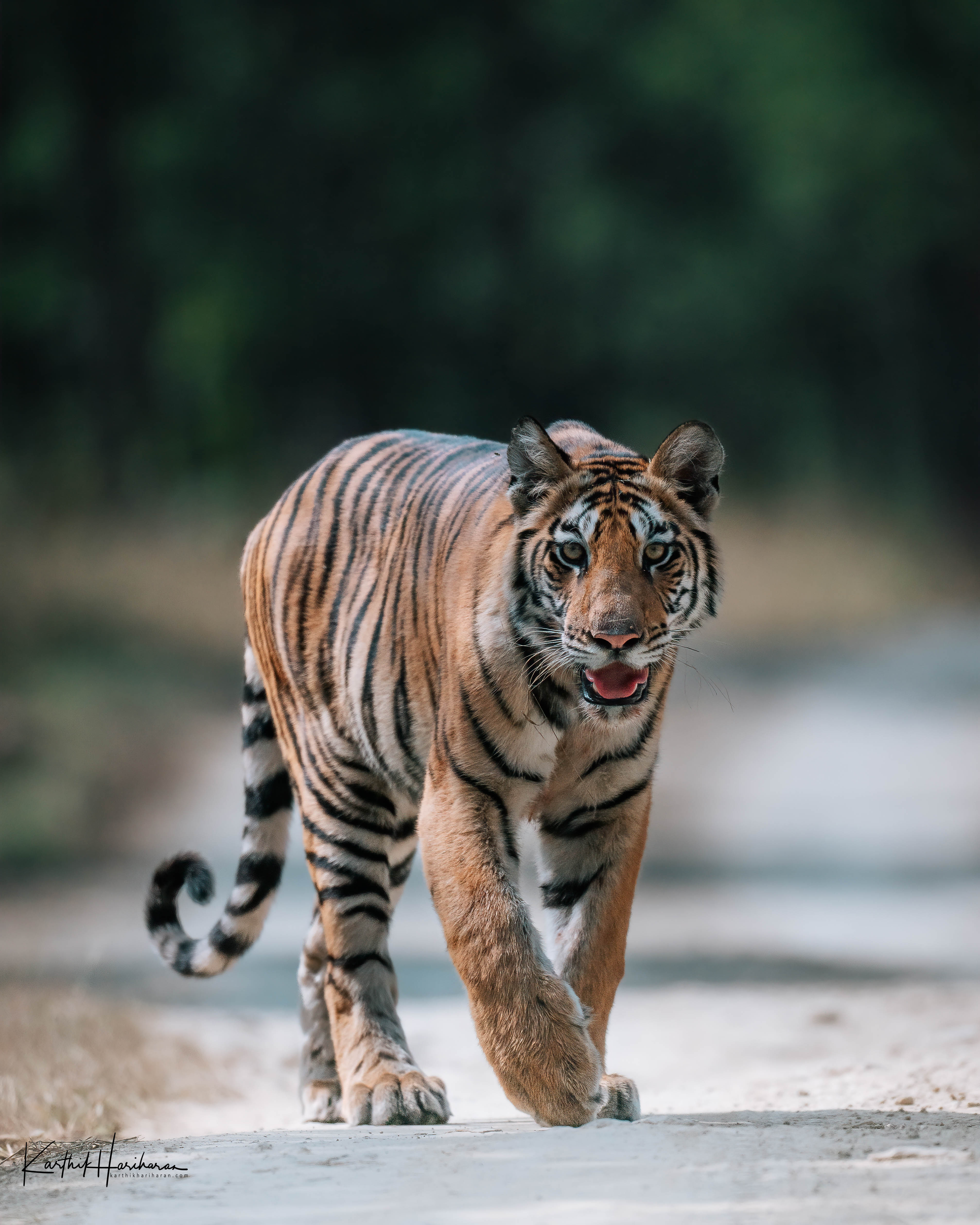 Tiger walking through Panna