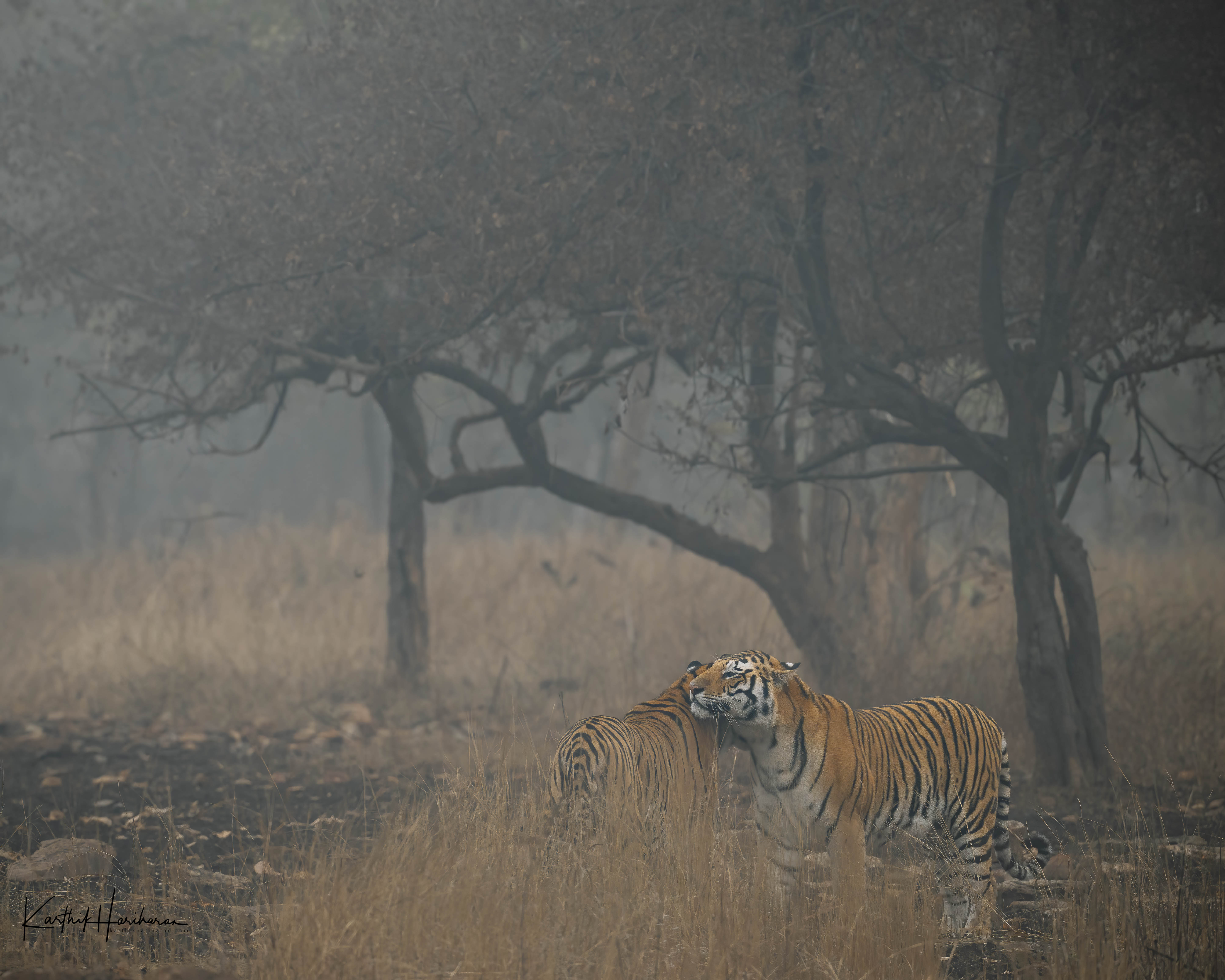 Tiger in the Panna forest